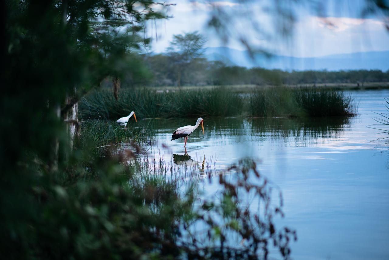 Sirville Lake Elementaita Lodge Gilgil Exteriér fotografie