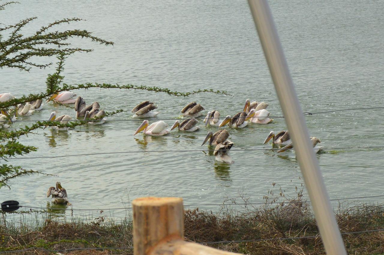 Sirville Lake Elementaita Lodge Gilgil Exteriér fotografie